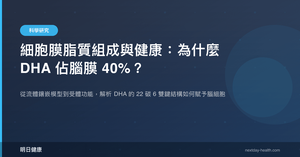 細胞膜脂質組成與健康：為什麼 DHA 佔腦膜 40%？