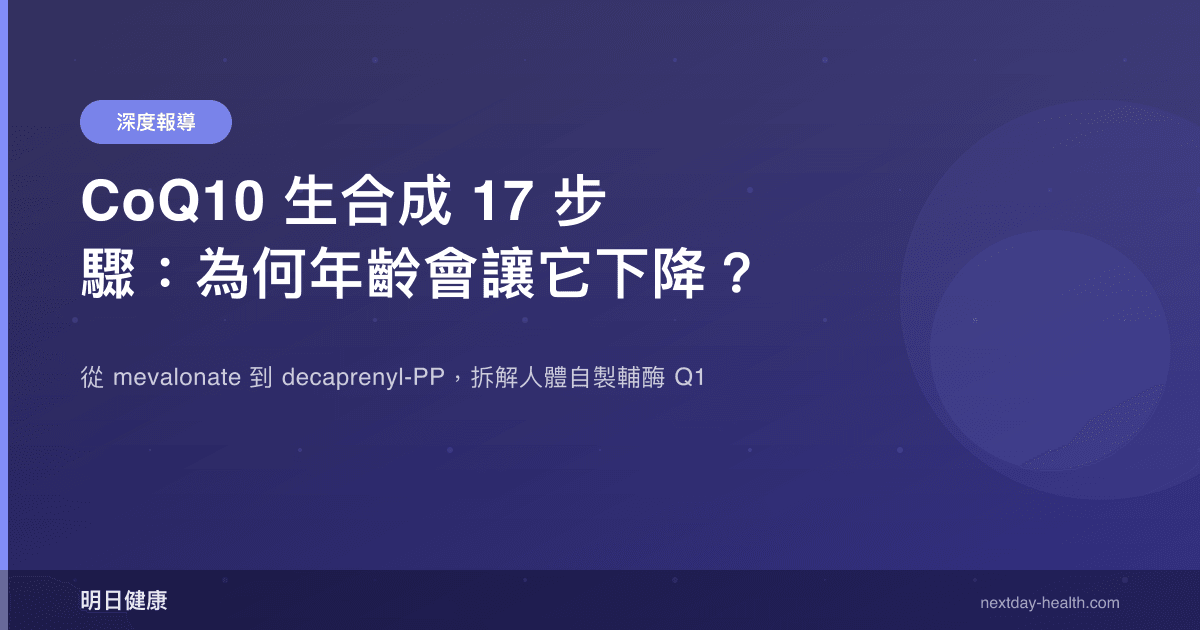 CoQ10 生合成 17 步驟：為何年齡會讓它下降？