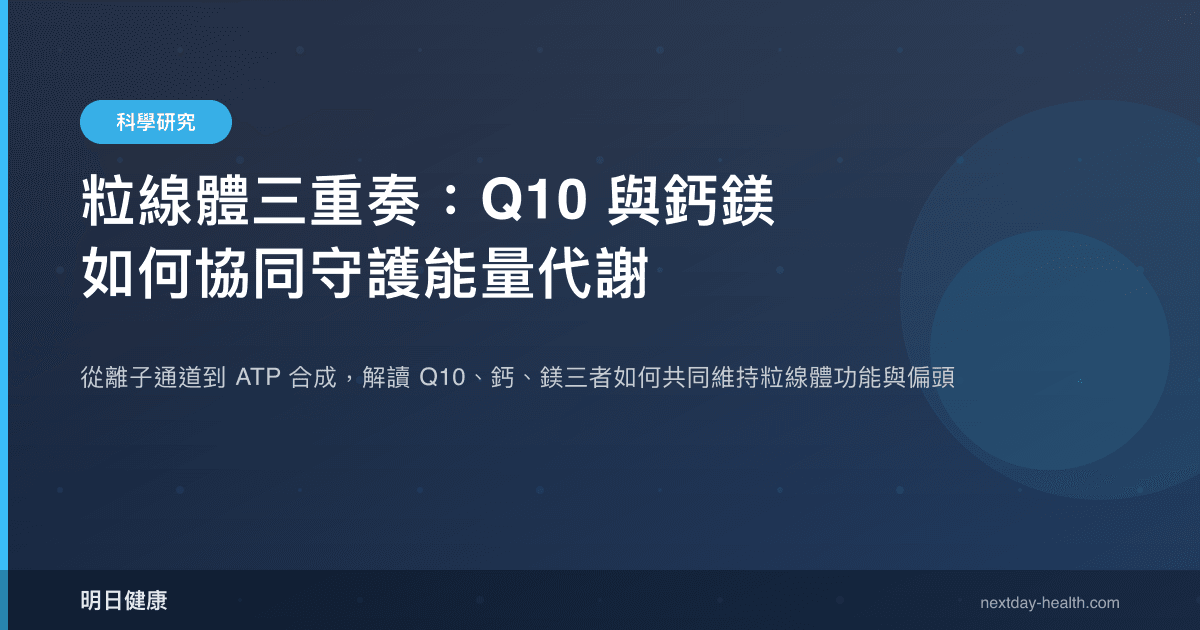 粒線體三重奏：Q10 與鈣鎂如何協同守護能量代謝