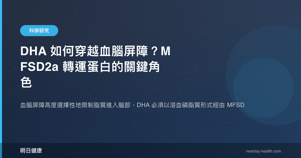 DHA 如何穿越血腦屏障？MFSD2a 轉運蛋白的關鍵角色