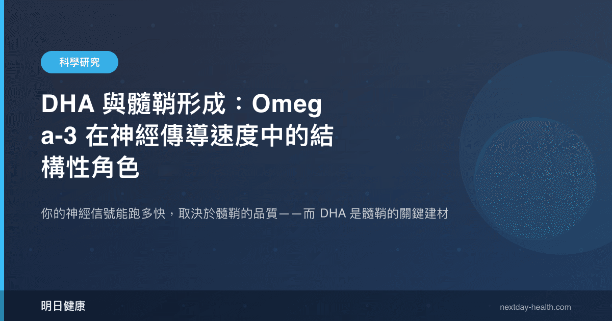 DHA 與髓鞘形成：Omega-3 在神經傳導速度中的結構性角色