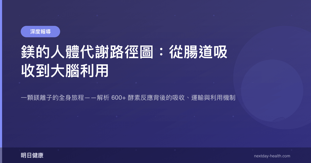 鎂的人體代謝路徑圖：從腸道吸收到大腦利用