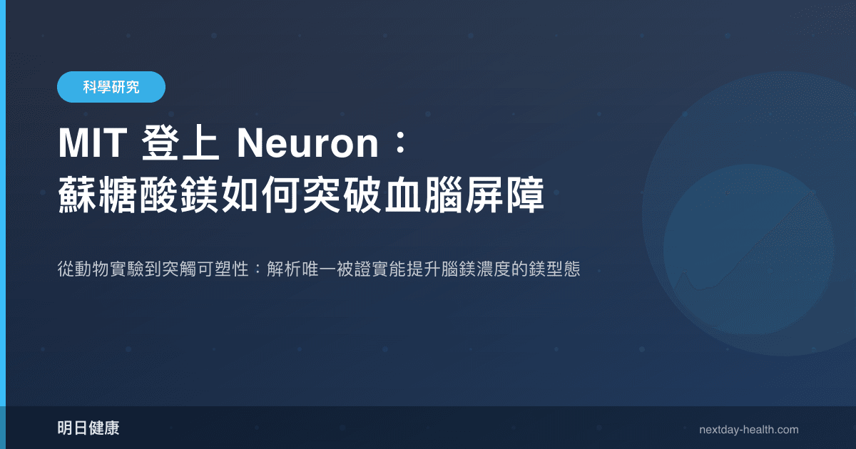 MIT 登上 Neuron：蘇糖酸鎂如何突破血腦屏障