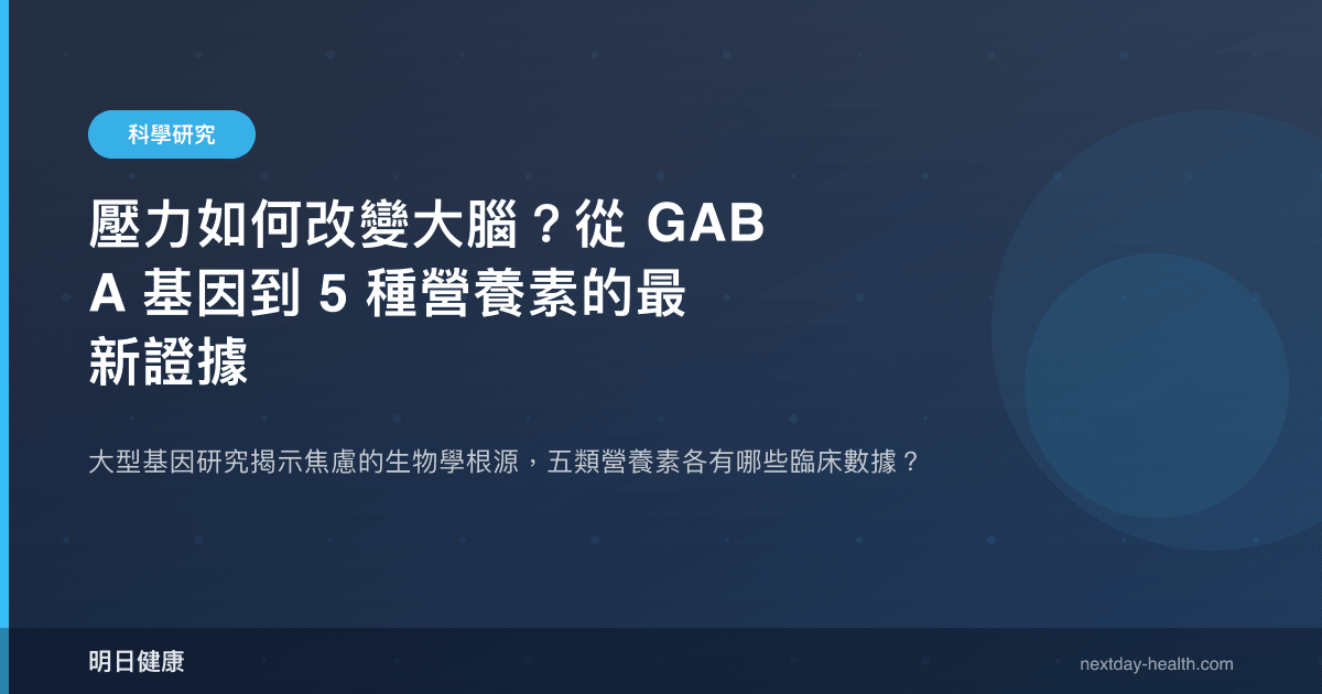 壓力如何改變大腦？從 GABA 基因到 5 種營養素的最新證據