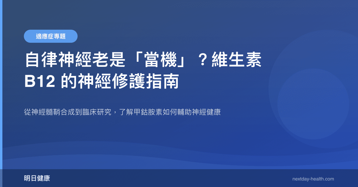 自律神經老是「當機」？維生素 B12 的神經修護指南