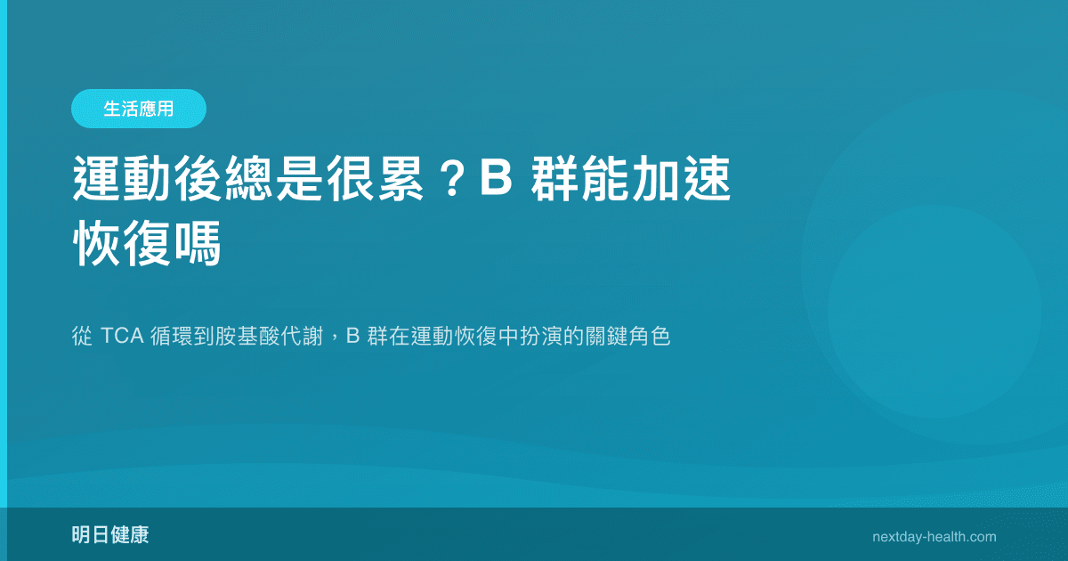 運動後總是很累？B 群能加速恢復嗎