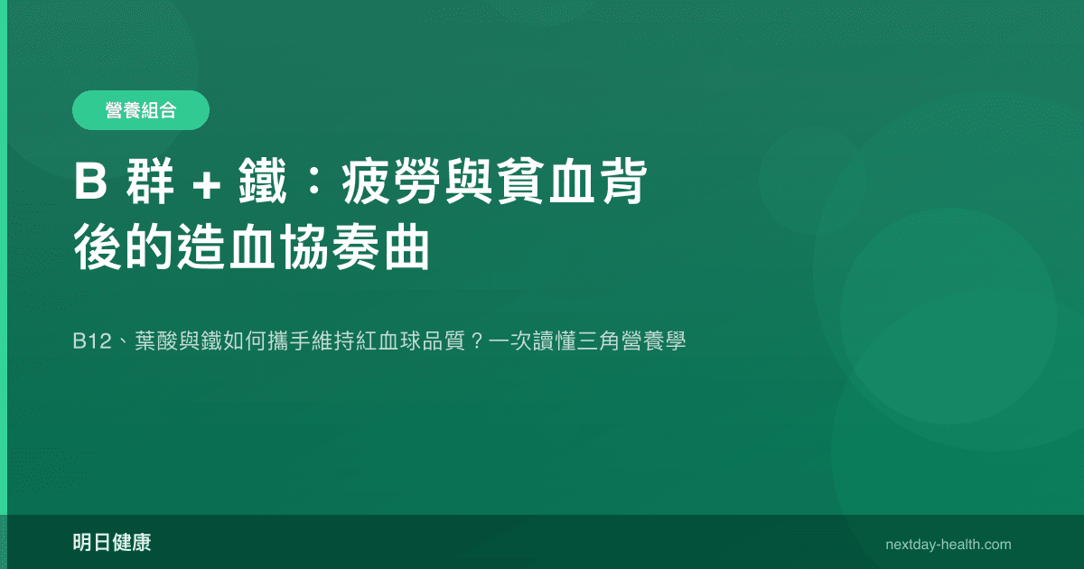 B 群 + 鐵：疲勞與貧血背後的造血協奏曲