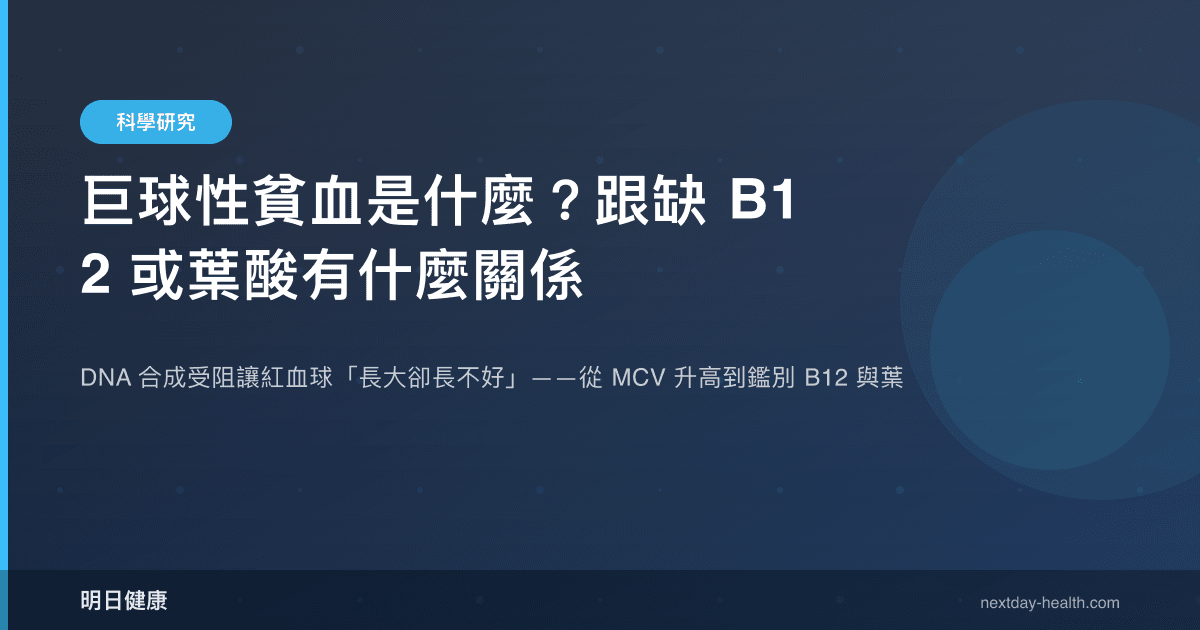 巨球性貧血是什麼？跟缺 B12 或葉酸有什麼關係